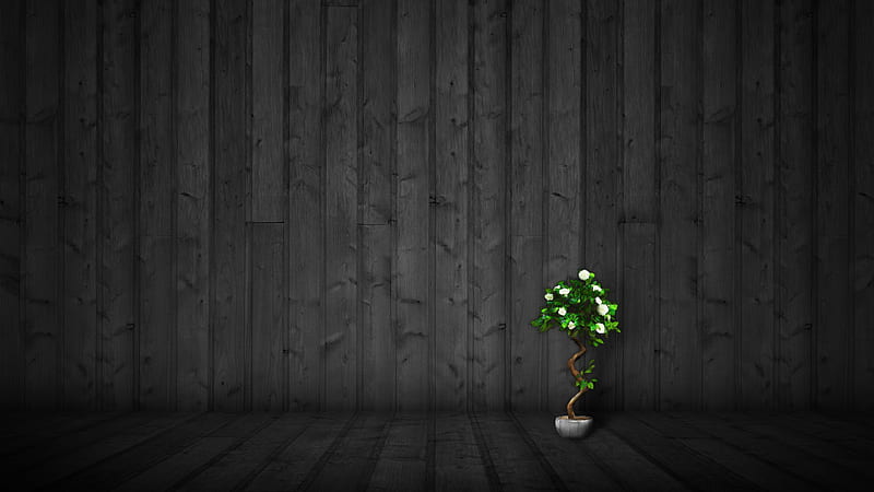 Green Plant Pot Black Background Dark Theme Dark Theme, HD wallpaper