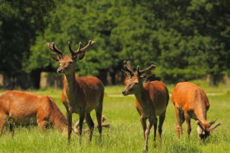 deer gather in the meadow, family, grass, wild, animals, meadow, deer, HD wallpaper