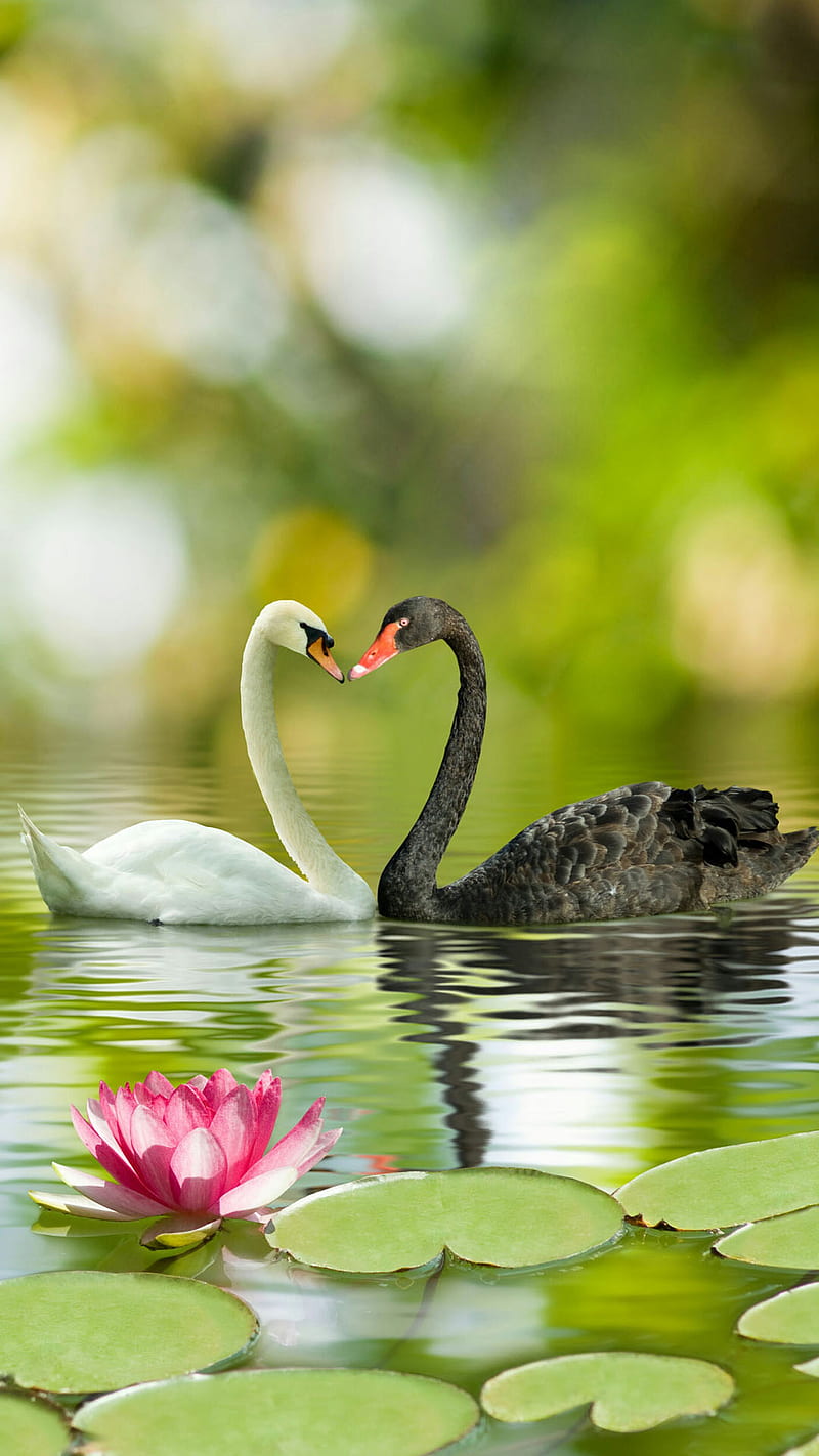 true love, bird, black, flower, lake, leaves, lotus, nature, white, HD phone wallpaper