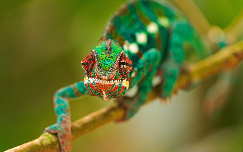 colorful chameleon-Natural animal, HD wallpaper