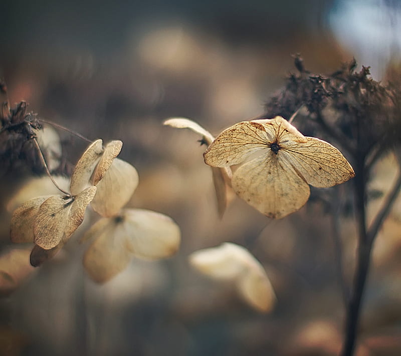 Flower Ghosts, autumn, dead, death, dry, flowers, season, HD wallpaper