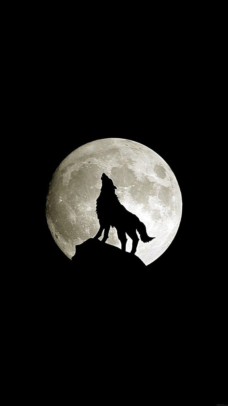 wolf-animal-dark, animal, dark, minimal, nature, wolf, HD phone wallpaper