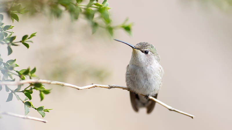 Hummingbird , hummingbird, birds, HD wallpaper