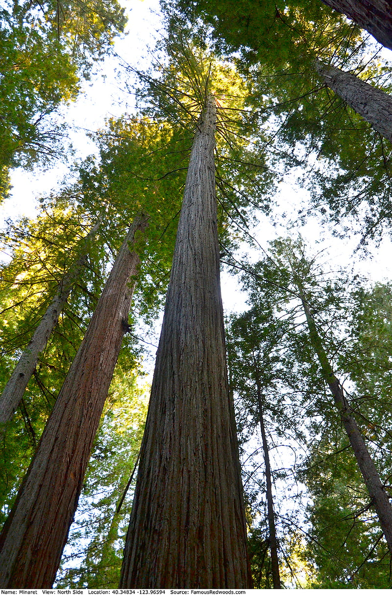 Minaret Tree, Santa Cruz Redwoods, HD phone wallpaper