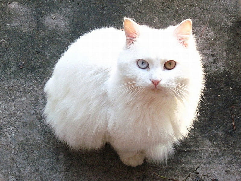 Cat Eyes, cool, white, cat, eyes, HD wallpaper | Peakpx