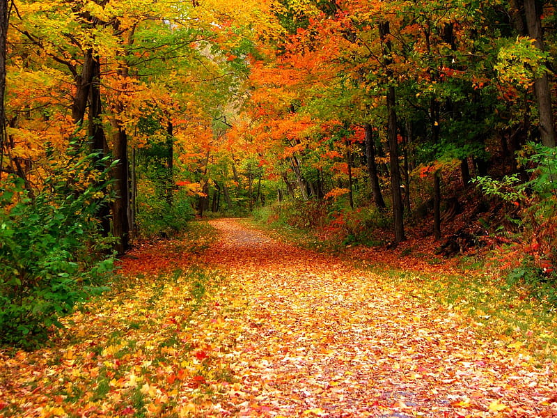 Autumn Lane., fall, autumn, tree, path, colour, lane, road, leaf, HD ...