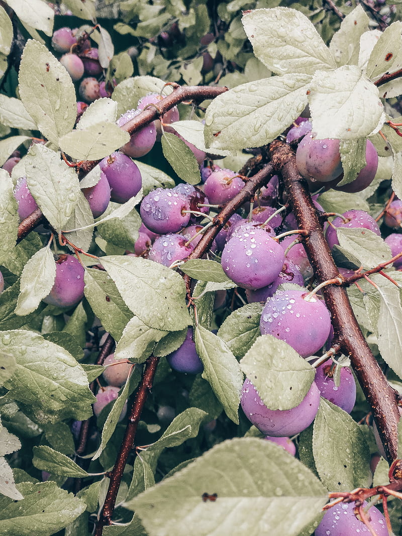 plum, fruit, branch, leaves, HD phone wallpaper