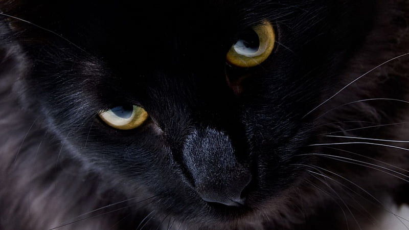 GET OUTTA MY FACE, black, cat, close-up, angry expression, HD wallpaper