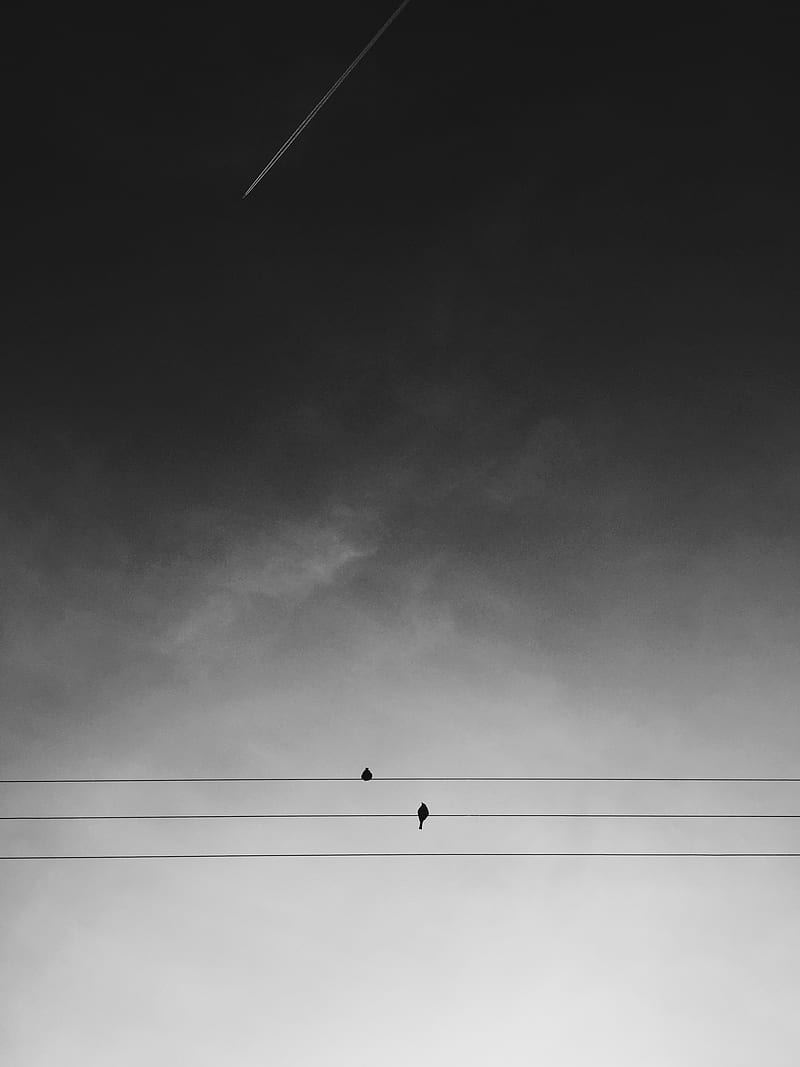 two black birds on electric wires under gray sky during daytime, HD phone wallpaper