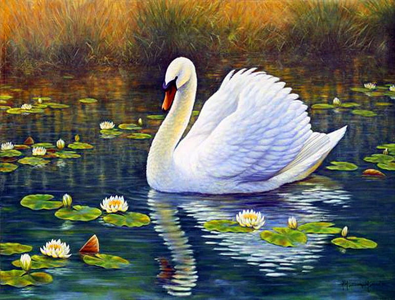 Swan and lotus, water, lotus, swan, reflection, HD wallpaper | Peakpx