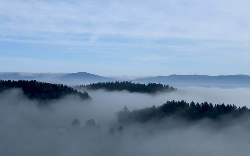 mountain fog-Forest Landscape, HD wallpaper