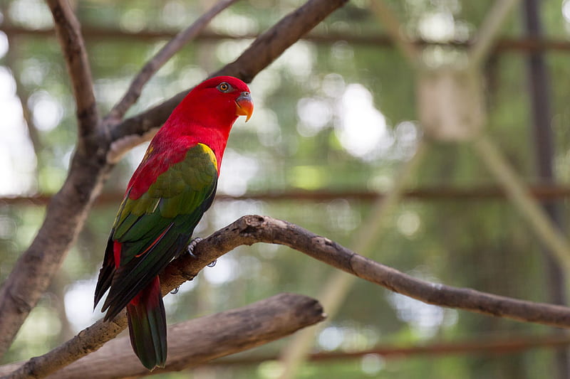 parrot, bird, bright, exotic, HD wallpaper