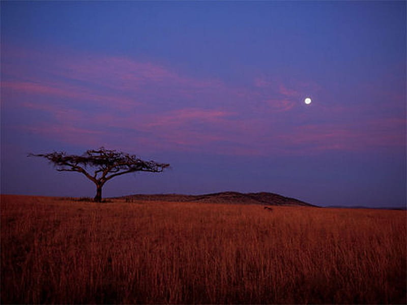 Savannah, moon, moonrise, nature, africa, HD wallpaper