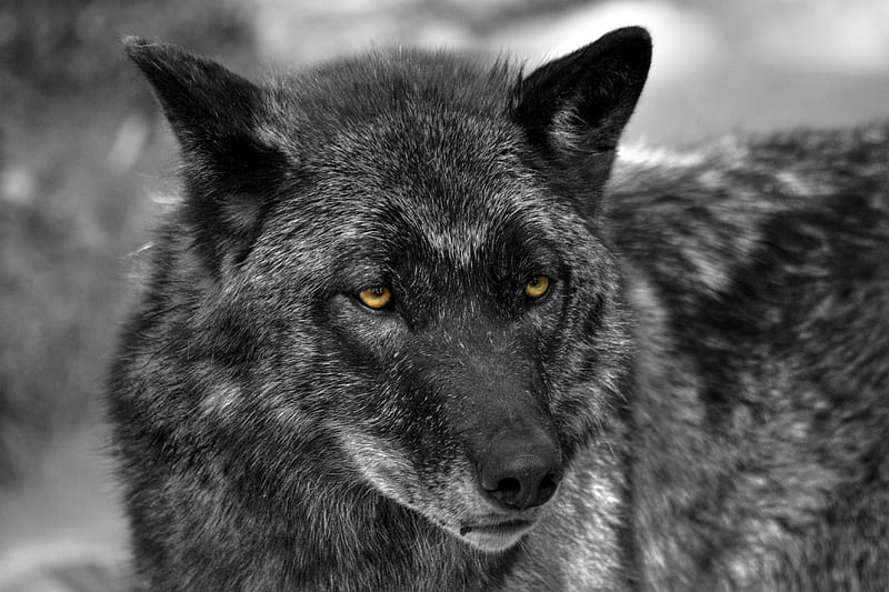 Black Wolf, cunning black and white, bonito, canine, predator, wild, wolf, eyes, hunter, dog, HD wallpaper