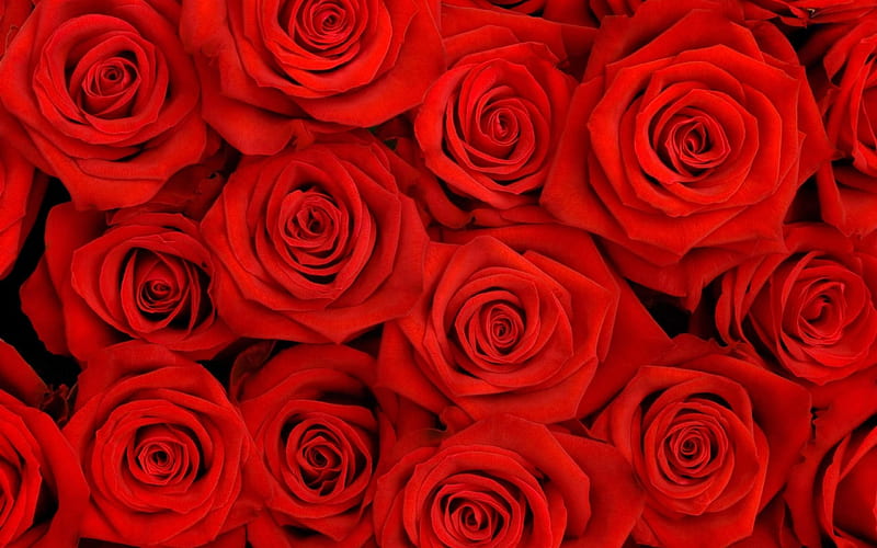 Roses, red, rose, texture, flower, valentine, skin, carpet, HD wallpaper