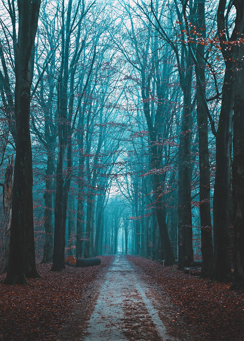 forest, fog, path, nature, autumn, HD phone wallpaper