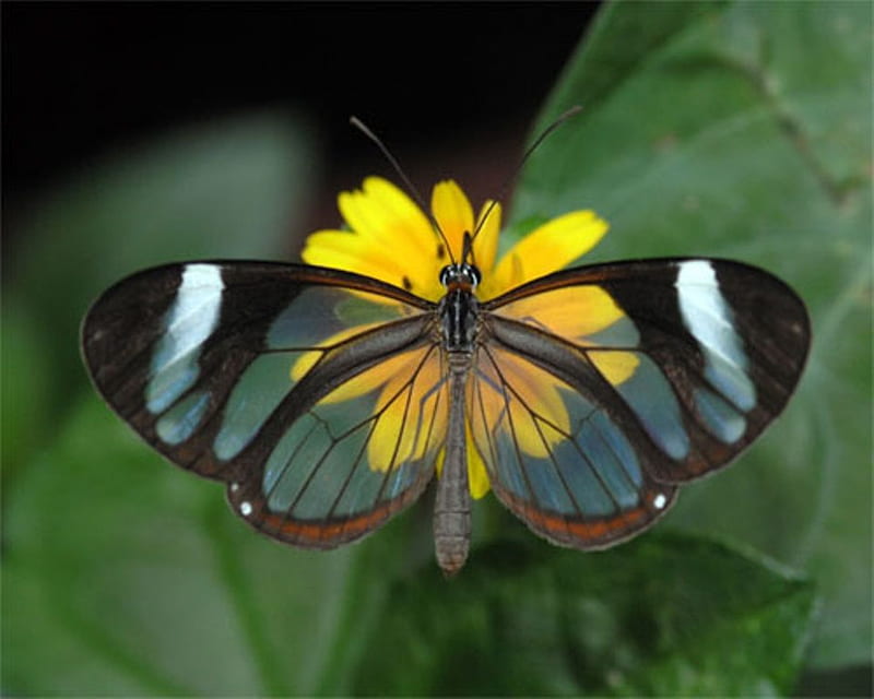 Tranpanent Butterfly, panama, mexico, wings, butterfly, central america, yellow flower, bonito, tranparent, HD wallpaper