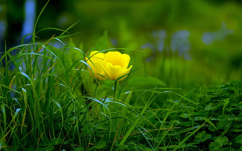 2018 Beautiful Yellow Flowers Plant Nature graphy, HD wallpaper | Peakpx