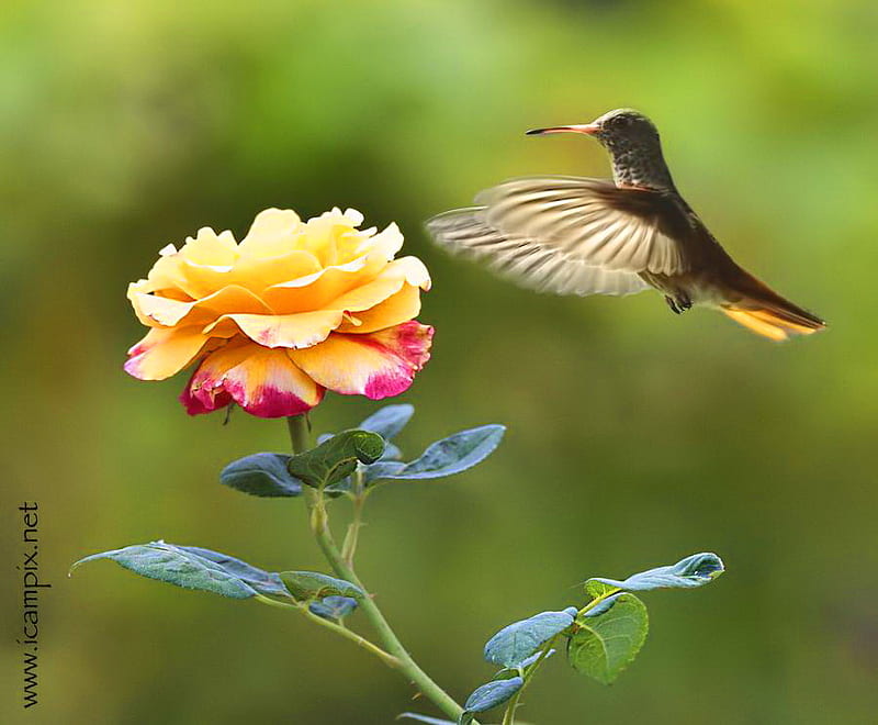 Getting some sweets, wings, green, brown, flower, hummingbird, orange and yellow, HD wallpaper