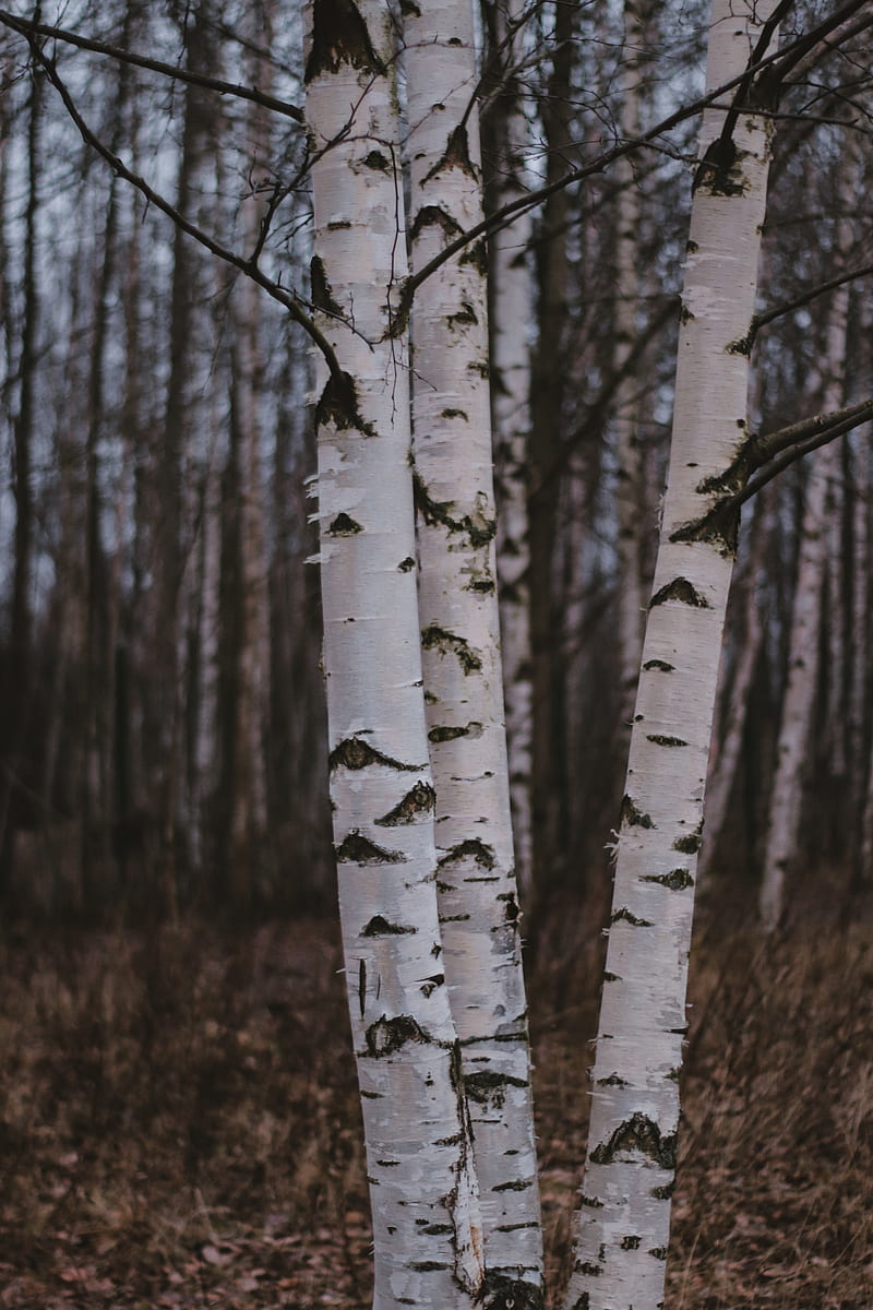 birch trees, forest, nature, HD phone wallpaper