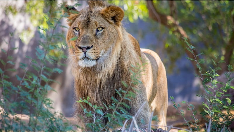 African Wild Lion, HD wallpaper