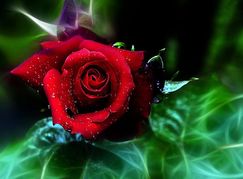 Left out in the rain, 3d, roses, HD wallpaper