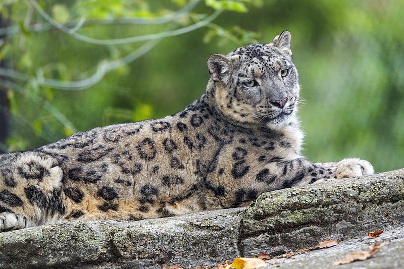 snow leopard, posture, animal, predator, wild, nature, HD wallpaper
