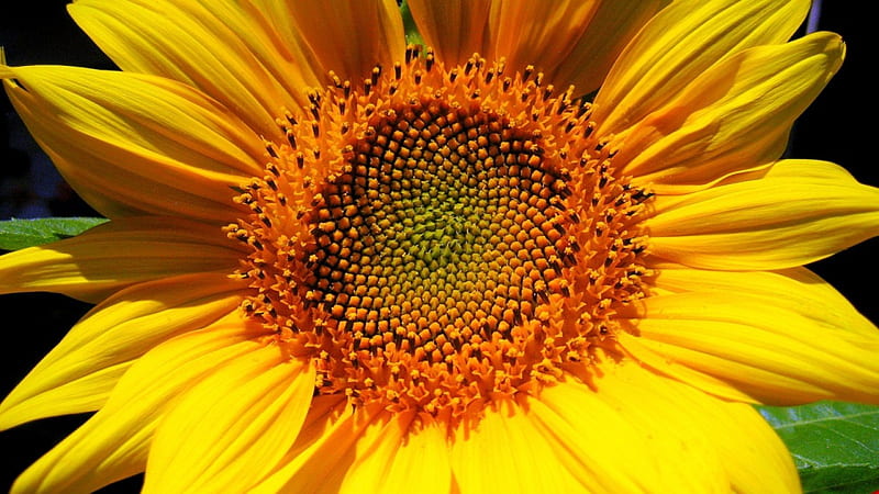 July Sunflower, Sunflowers, Flowers, Golden Ratio, Budding Flower, HD wallpaper