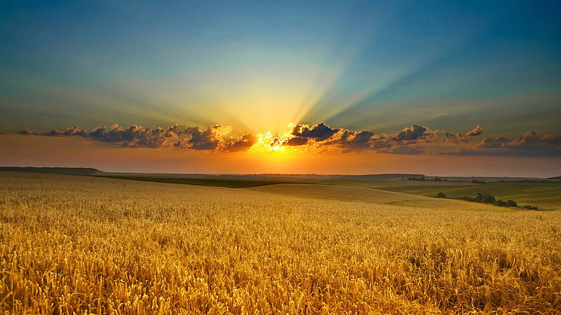Beautiful Sunrise Wheat Field Nature, HD wallpaper