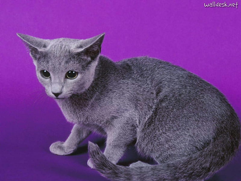 Baby russian blue, russian blue, breed, cat, kitten, animal, sweet, HD wallpaper