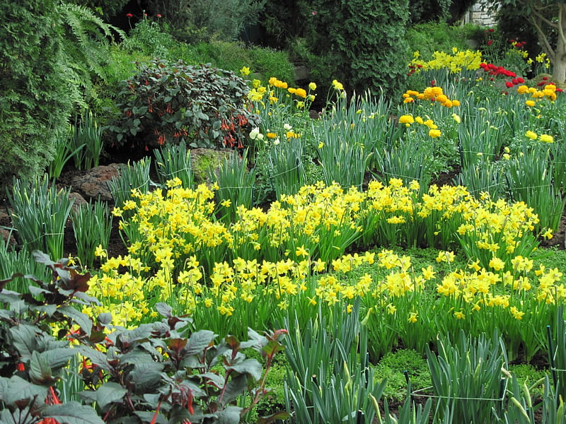 Flowers Symbolizing Friendship 27, Daffodils, graphy, green, yellow, garden, Flowers, HD wallpaper
