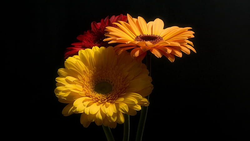 Gerbera, red, macro, flowers, yellow, HD wallpaper