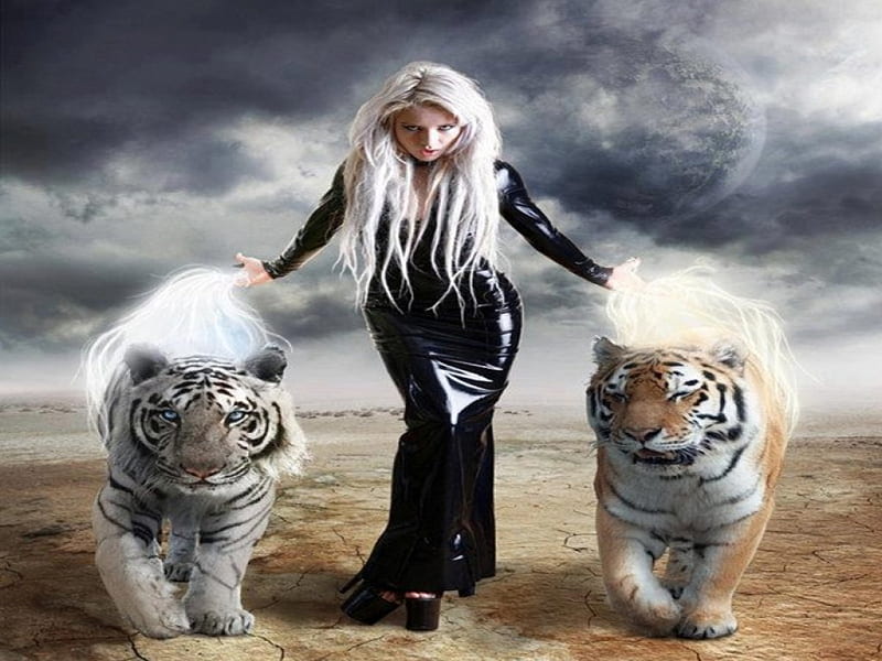 Woman and Tigers, white tiger, look, brown tiger, black dress, magic, HD wallpaper