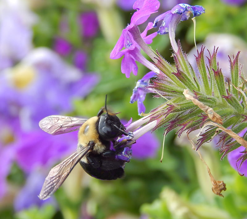 bumble bee, animals, bugs, flower, nature, HD wallpaper