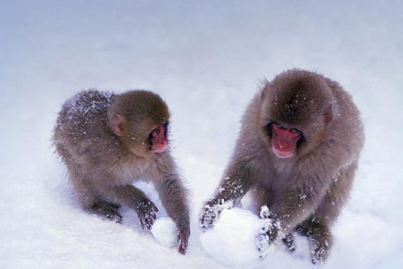 Monkies in Snow, cute, in snow, monkies, HD wallpaper