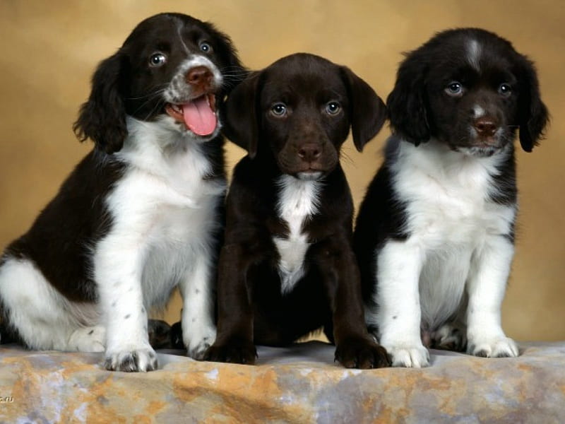 Three cute puppies, pet, friend, loyal, puppy, dog, animal, HD wallpaper