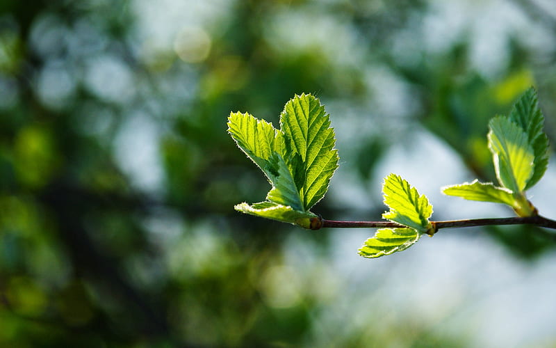 tiny leaves, bud, bokeh, tree, spring, Nature, HD wallpaper