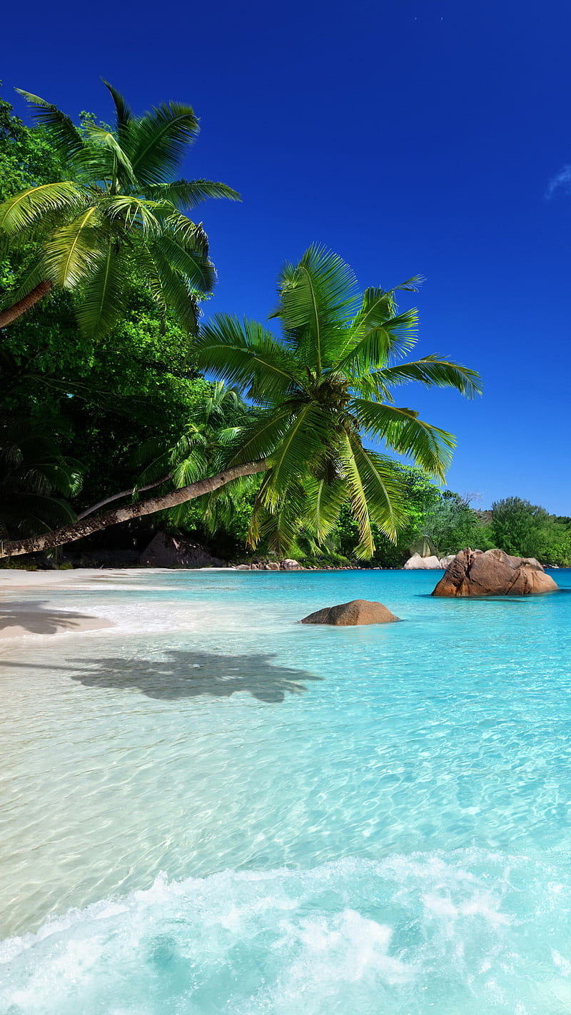 Tropical Beach, palms, paradise, sea, HD phone wallpaper