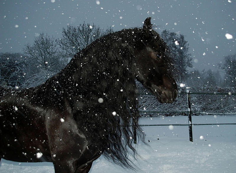 horse in snow storm, snow storm, beauty, black, horse, HD wallpaper
