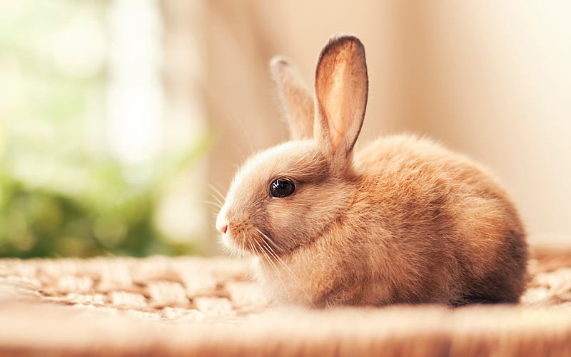 Bunny, cute animals, rabbit, brown bunny, HD wallpaper | Peakpx