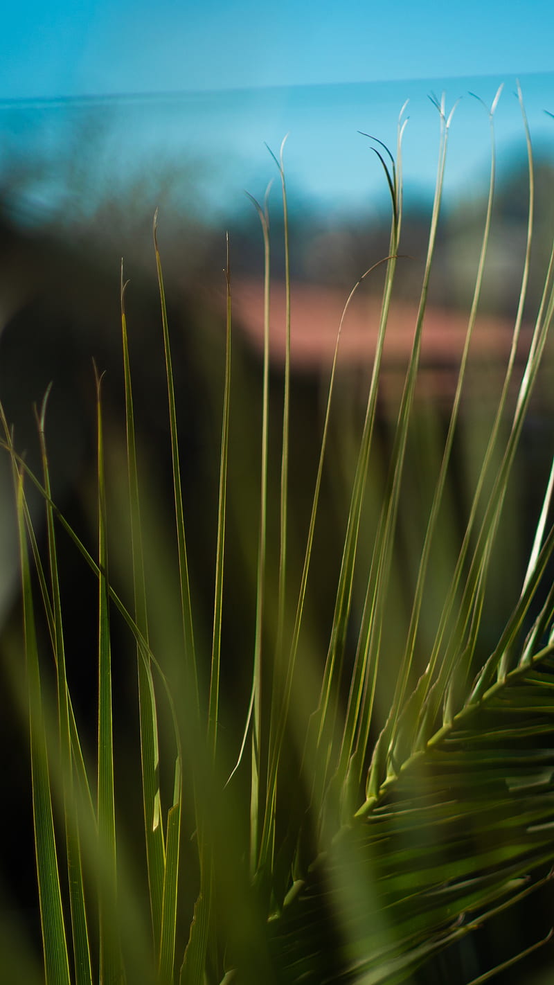 palm, branch, leaves, plant, green, HD phone wallpaper