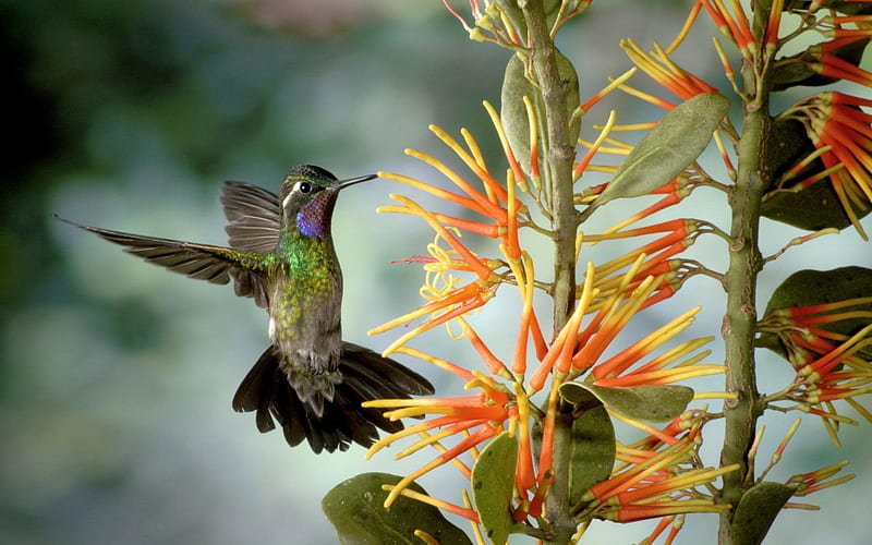 sparkling hummingbird, lampornis calolaemus, costa rica, HD wallpaper