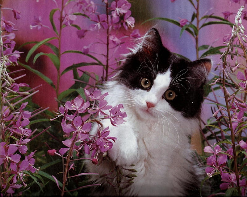 A Kitten with flowers, flowers, feline, purple, kitten, HD wallpaper |  Peakpx