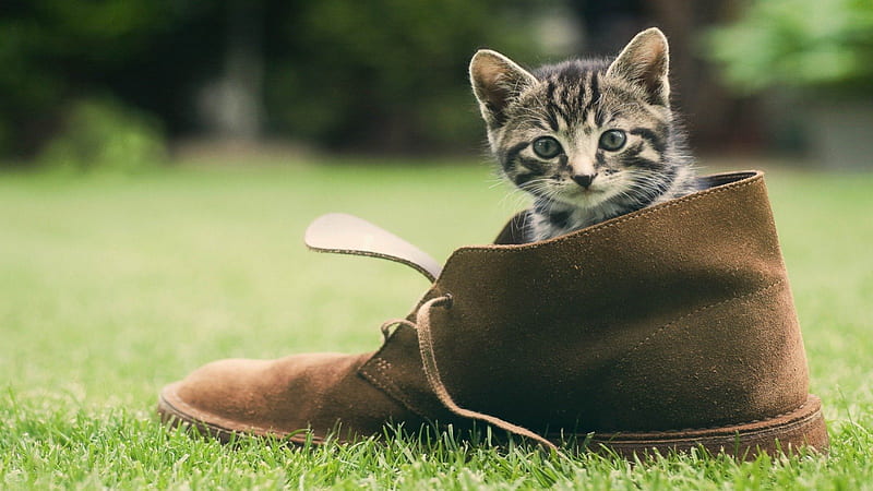There-Was-A-Young-Cat-That-Lived-In-A-Shoe, tigers, kittens, pets, cats, HD wallpaper