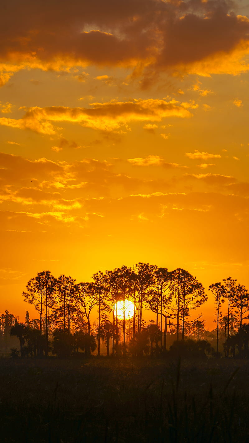 sunset, sun, trees, silhouette, HD phone wallpaper