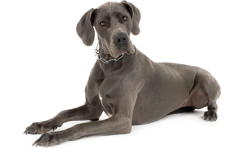 Great Dane, domestic dog large gray dog, portrait, dogs, HD wallpaper