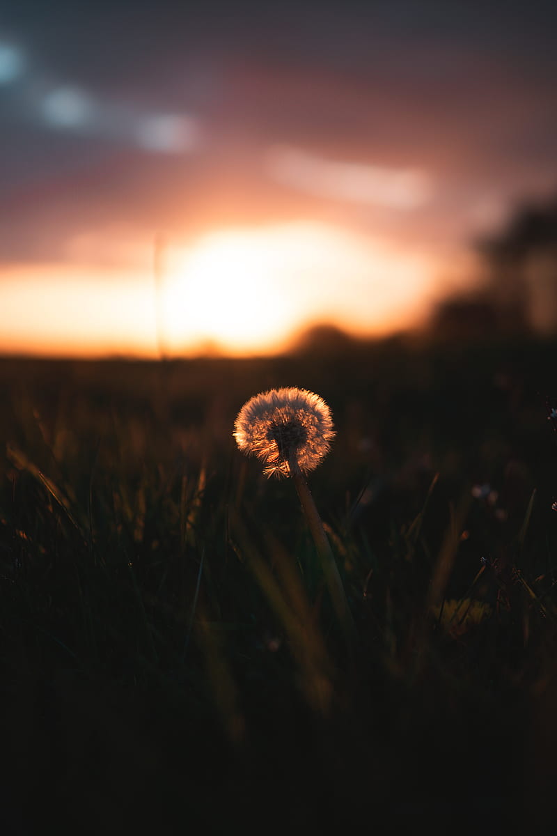 dandelion, plant, fluff, sunset, focus, HD phone wallpaper