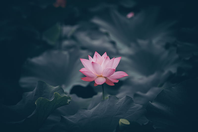 lotus, flower, bloom, body of water, HD wallpaper