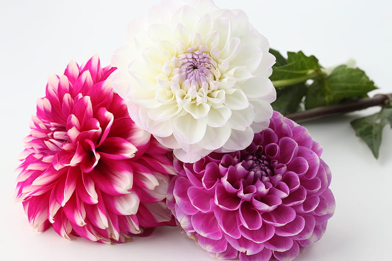 flowers, chrysanthemum, bonito, elegantly, graphy, nice, cool, purple, bouquet, gentle, flower, white, pink, harmony, HD wallpaper