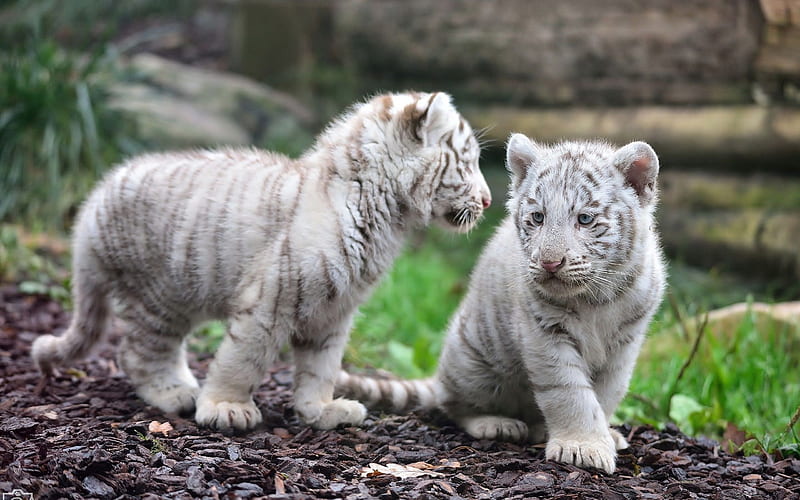 white tiger cubs, cub, tiger, white, cat, HD wallpaper